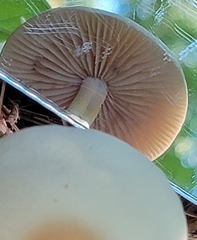 Marasmius nigrodiscus