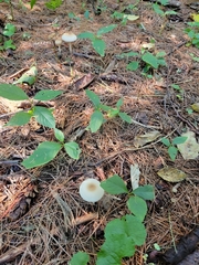 Marasmius nigrodiscus