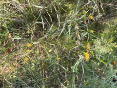 Euthamia caroliniana