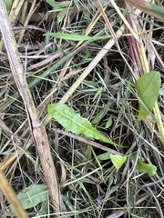 Taraxacum officinale
