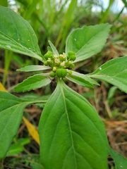 Euphorbia davidii