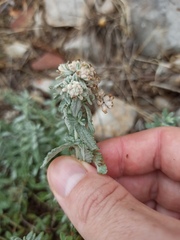 Teucrium capitatum