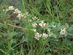 Lespedeza daurica