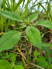 Euphorbia davidii