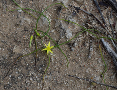 Pauridia glabella glabella