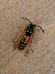 Vespula rufa