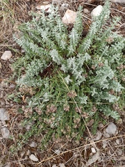 Teucrium capitatum