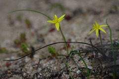 Pauridia glabella glabella