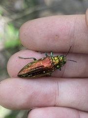 Chrysodema