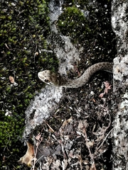 Malpolon monspessulanus