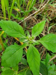 Euphorbia davidii