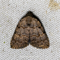 Erebidae