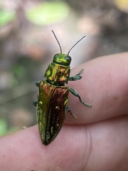 Chrysodema