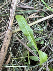 Taraxacum officinale