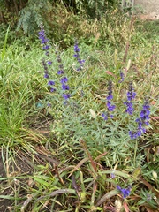 Hyssopus officinalis