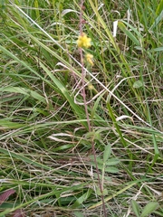 Agrimonia eupatoria