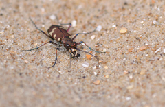 Cicindela hybrida