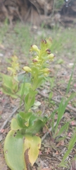 Satyrium odorum