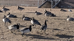 Branta leucopsis