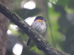 Smithornis rufolateralis