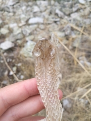 Malpolon monspessulanus