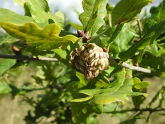 Andricus foecundatrix