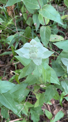 Pycnanthemum muticum