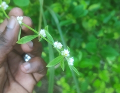 Alternanthera bettzickiana