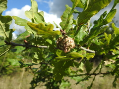 Andricus foecundatrix