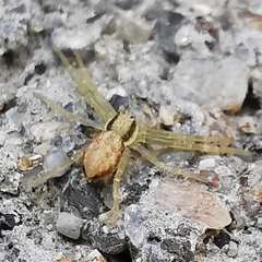 Philodromus dispar
