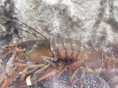Homarus americanus