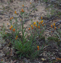 Waitzia acuminata acuminata