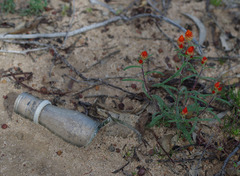 Waitzia acuminata acuminata