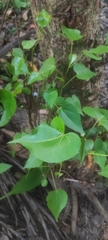 Thespesia populnea