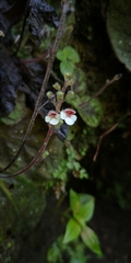 Gloxinia erinoides