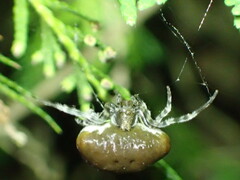 Mastophora phrynosoma