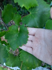 Vitis