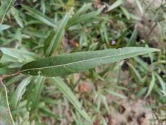 Salix nigra