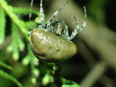 Mastophora phrynosoma