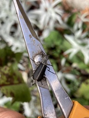 Epicauta cinerea-group