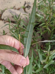 Salix nigra