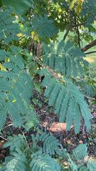 Albizia julibrissin