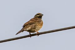 Emberiza cirlus