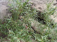 Salix nigra