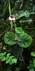 Gloxinia erinoides