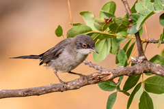 Curruca melanocephala