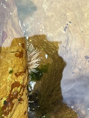 Anthopleura michaelseni