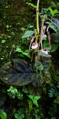 Gloxinia erinoides