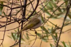 Phylloscopus bonelli