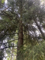 Pinaceae